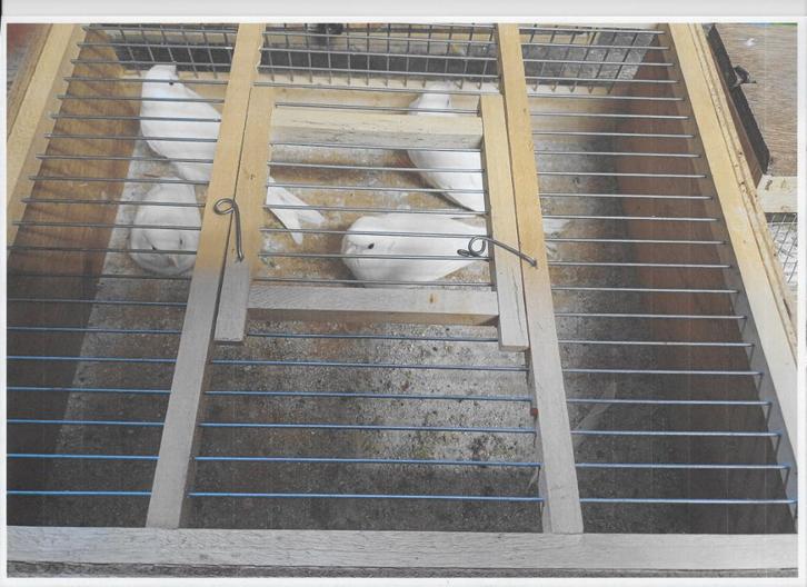 WITTE EN GELE  KANARIES, Dieren en Toebehoren, Vogels | Kanaries, Zangkanarie, Meerdere dieren