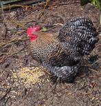 Jonge Cochin haantjes, Dieren en Toebehoren, Pluimvee, Mannelijk, Kip