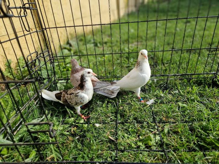 Jongen duiven te koop vanwegen roofdieren, Dieren en Toebehoren, Vogels | Duiven