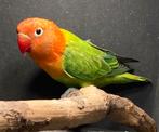 Fischerie opaline groen / blauw (5/2025), Geslacht onbekend, Dwergpapegaai of Agapornis, Geringd