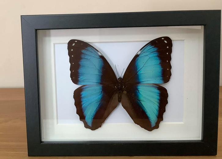 Morpho vlinder in 3D kader, Verzamelen, Dierenverzamelingen, Nieuw, Opgezet dier, Insect, Ophalen of Verzenden