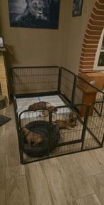 Puppyren, Dieren en Toebehoren, Hondenhokken, Ophalen