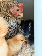 Cochin moeder met kuikens, Dieren en Toebehoren, Pluimvee