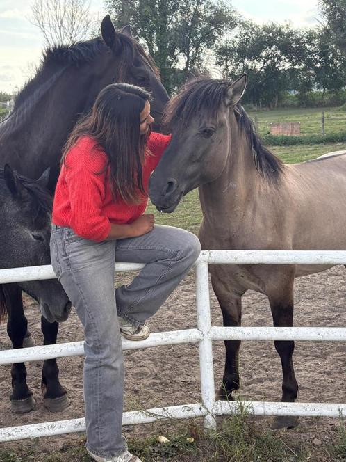 Te koop: lieve Konik, Dieren en Toebehoren, Pony's, Hengst, Zadelmak, D pony (1.37m tot 1.48m), Recreatiepony, 3 tot 6 jaar, Gechipt