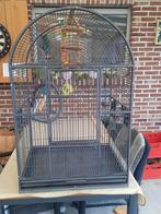 Mooie papegaaien kooi, Dieren en Toebehoren, Ophalen