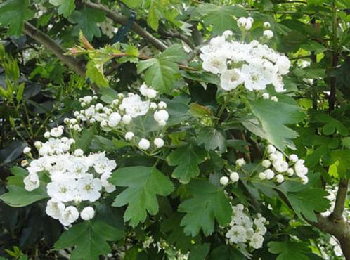 Eénstijlige Meidoorn – Crataegus monogyna (heester), Jardin & Terrasse, Plantes | Arbustes & Haies, Enlèvement