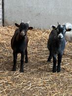 Dwerggeit bokjes, Mannelijk, Geit, 0 tot 2 jaar