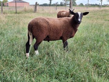 Zwartbles dekram, Mâle, Mouton, 0 à 2 ans