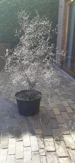 Zilverkoraalstruik / Zigzagstruik / Corokia cotoneaster, Tuin en Terras, Planten | Struiken en Hagen, Ophalen, Overige soorten