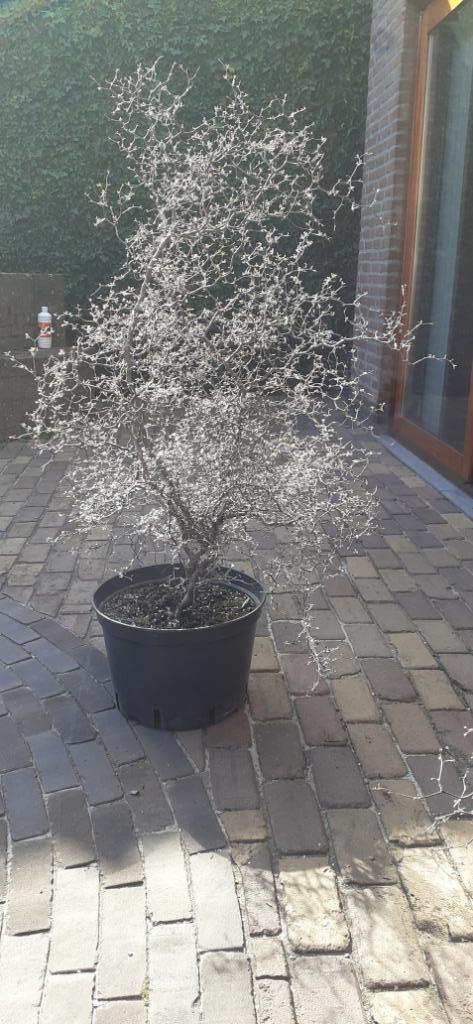 Zilverkoraalstruik / Zigzagstruik / Corokia cotoneaster, Tuin en Terras, Planten | Struiken en Hagen, Struik, Overige soorten