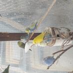 te koop grasparkieten zowel jonge als koppels of doe een bod, Dieren en Toebehoren