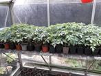 Jonge vleestomaten planten, Tuin en Terras, Planten | Tuinplanten, Ophalen