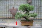 bonsaï Juniperus chinensis, Jardin & Terrasse, Plantes | Arbres, Enlèvement