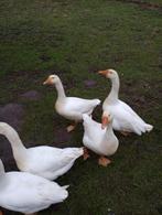 broedeieren witte ganzen, Sexe inconnu, Oie ou Cygne