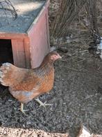 Wyandotte kriel, Dieren en Toebehoren, Pluimvee