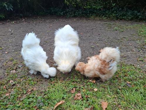 Toompje van 4 zijdehoenders, Dieren en Toebehoren, Pluimvee