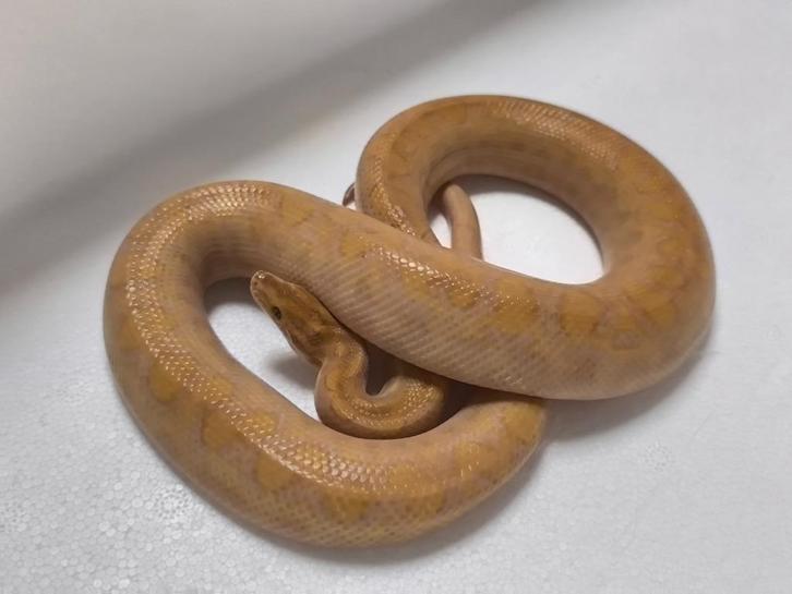 Slangen, Dieren en Toebehoren, Reptielen en Amfibieën
