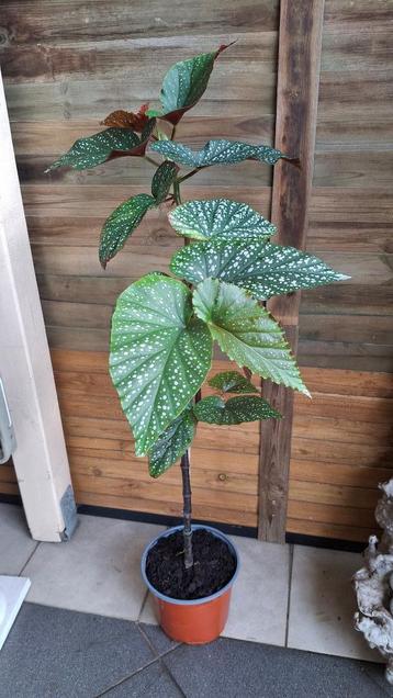 Begonia maculata beschikbaar voor biedingen