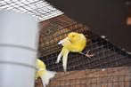 jonge kanaries 2025 met jaarring, al dan niet al fluitend, Dieren en Toebehoren, Vogels | Kanaries, Mannelijk, Zangkanarie