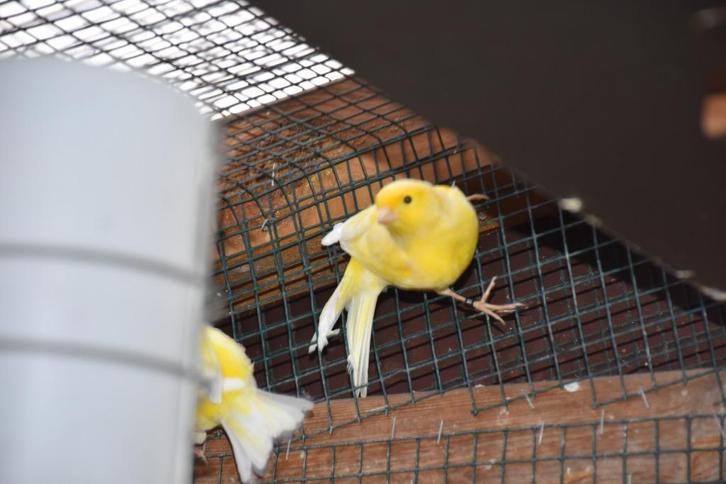 jonge kanaries 2025 met jaarring, al dan niet al fluitend, Dieren en Toebehoren, Vogels | Kanaries, Zangkanarie, Mannelijk