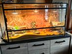 Terrarium, Dieren en Toebehoren, Overige soorten, Met terrarium, 3 tot 6 jaar