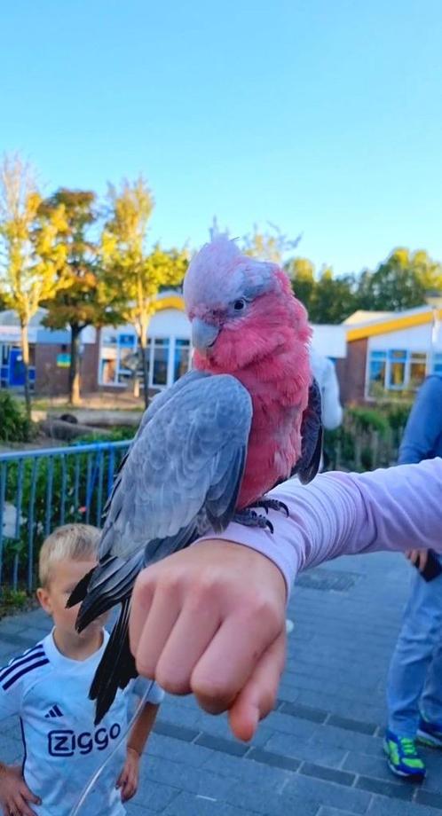 MEERDERE Jonge tamme Rosé Kaketoes beschikbaar!, Dieren en Toebehoren, Vogels | Parkieten en Papegaaien, Papegaai, Tam, Geringd