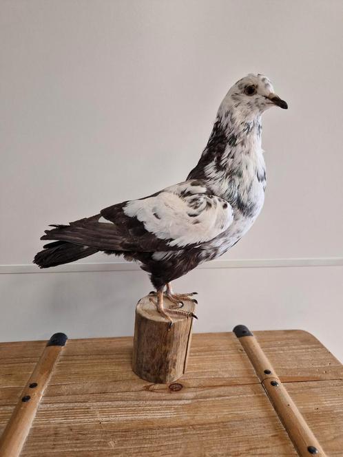 Opgezette sierduif, Verzamelen, Dierenverzamelingen, Zo goed als nieuw, Ophalen of Verzenden