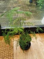 Asparagus plumosus plant, Maison & Meubles, Plantes d'intérieur, Ombre partielle, Plante verte, Enlèvement, Moins de 100 cm
