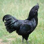 Gratis hanen Ayam Cemani