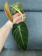 Philodendron melanochrysum, Huis en Inrichting, Kamerplanten, Ophalen of Verzenden