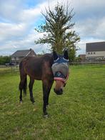 2jarige merrie (pegase van’t ruytershof x zazu), Dieren en Toebehoren, Merrie, Springpaard, Gechipt, 0 tot 2 jaar