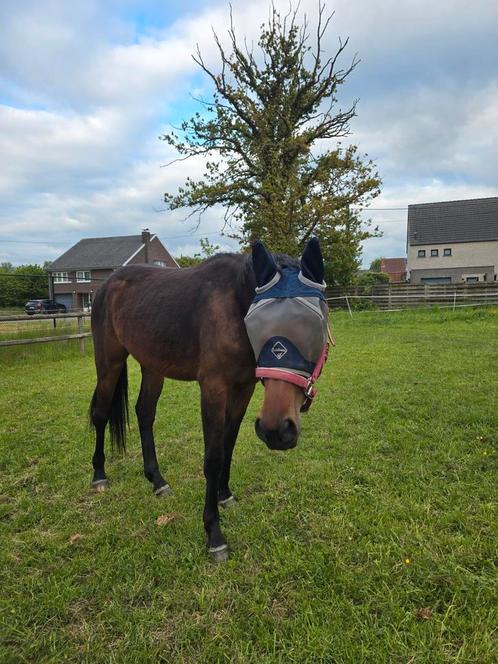 2jarige merrie (pegase van’t ruytershof x zazu), Dieren en Toebehoren, Paarden, Merrie, Onbeleerd, 0 tot 2 jaar, Springpaard, Met stamboom