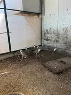 Maskerkievit, Dieren en Toebehoren, Vogels | Parkieten en Papegaaien