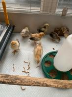 6 Kuikens serama Cat B. Zeer levendig zijdeveer 2 weken oud, Dieren en Toebehoren, Pluimvee, Kip