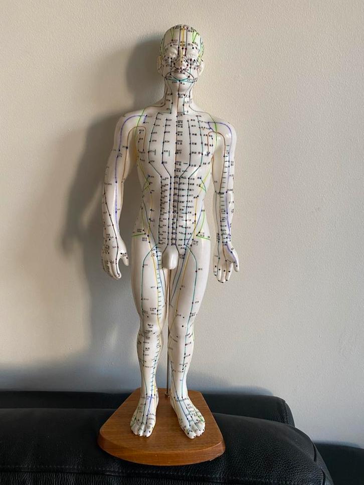 Acupunctuur en meridiaan pop 52cm, Sport en Fitness, Gezondheidsproducten en Wellness, Zo goed als nieuw, Ophalen