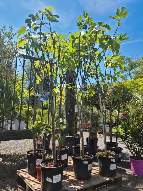 Vijgenboom- Ficus Carica 'Brown Turkey ', Jardin & Terrasse, Plantes | Arbres fruitiers, Figuier, Enlèvement