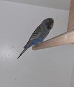 Blackface grasparkiet, Dieren en Toebehoren, Vogels | Parkieten en Papegaaien, Vrouwelijk, Parkiet, Geringd