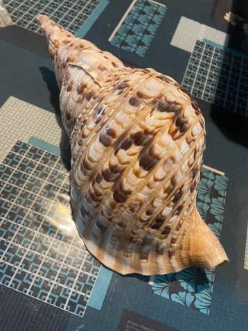 Coquillages, Collections, Enlèvement ou Envoi, Coquillage(s)