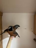 Paire de ceintures de sécurité en forme de pinsons, Animaux & Accessoires, Oiseaux | Oiseaux Autre