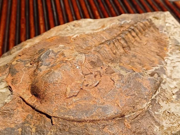 Trilobiet - cambropallas, Verzamelen, Mineralen en Fossielen, Fossiel, Ophalen of Verzenden