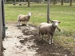 Mooie rammen, kruisin poll dorset, Mannelijk, Schaap, 0 tot 2 jaar