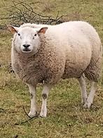 Bok ram, Dieren en Toebehoren, Schapen, Geiten en Varkens, Mannelijk, Schaap, 0 tot 2 jaar