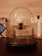 Stolp met vijfhoornige neushoornkever, Ophalen