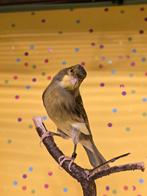 Kanarie Spanish Timbrado Classico, Dieren en Toebehoren, Mannelijk, Zangkanarie