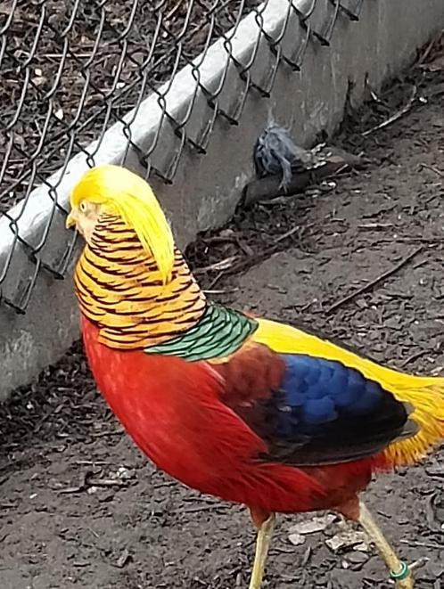 fazanten te koop, Dieren en Toebehoren, Pluimvee, Overige soorten, Meerdere dieren
