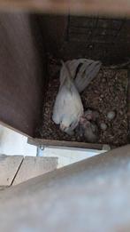 Valkparkieten Baby's, Dieren en Toebehoren