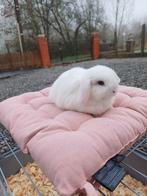 Minilop de race pure, femelle, yeux bleus blancs, bon pedigr