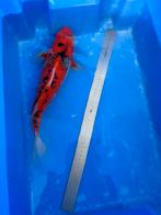 Japanse koi, Dieren en Toebehoren, Vissen | Vijvervissen