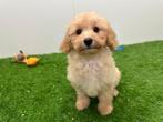 Cavapoo pups, België, 8 tot 15 weken, CDV (hondenziekte), Meerdere
