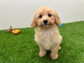 Cavapoo pups beschikbaar voor biedingen